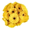 thumbnail image 1 of Member's Mark Gerbera Daisies, choose color and stem count, 1 of 4