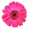 thumbnail image 3 of Member's Mark Gerbera Daisies, choose color and stem count, 3 of 4
