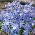 thumbnail image 5 of Member's Mark 60 Days of Blooms Chionodoxa, Crocus, Daffodil, Tulip, and Dutch Iris Dormant Bulbs, 65pk, 5 of 15