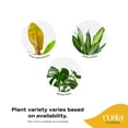 thumbnail image 2 of Costa Farms 10" Tropical Foliage Plant in Self-Watering Pot, 2 of 9