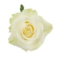 thumbnail image 2 of Member's Mark Ecuadorian Premium Roses, choose color variety and stem count, 2 of 9