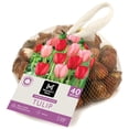 thumbnail image 1 of Member's Mark Tulip Impression Blend Dormant Bulbs, 40pk, 1 of 8