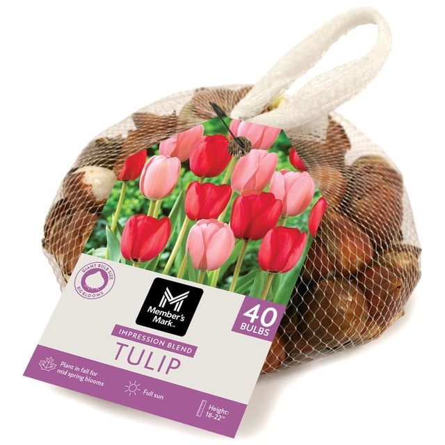 Member's Mark Tulip Impression Blend Dormant Bulbs, 40pk