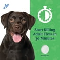 thumbnail image 6 of PetArmor CapAction Flea Tabs for Dogs, 12 ct., Choose Size, 6 of 9