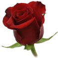 thumbnail image 2 of Member's Mark Roses, choose color variety and stem count, 2 of 7