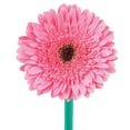 thumbnail image 3 of Member's Mark Gerbera Daisies, choose color and stem count, 3 of 8