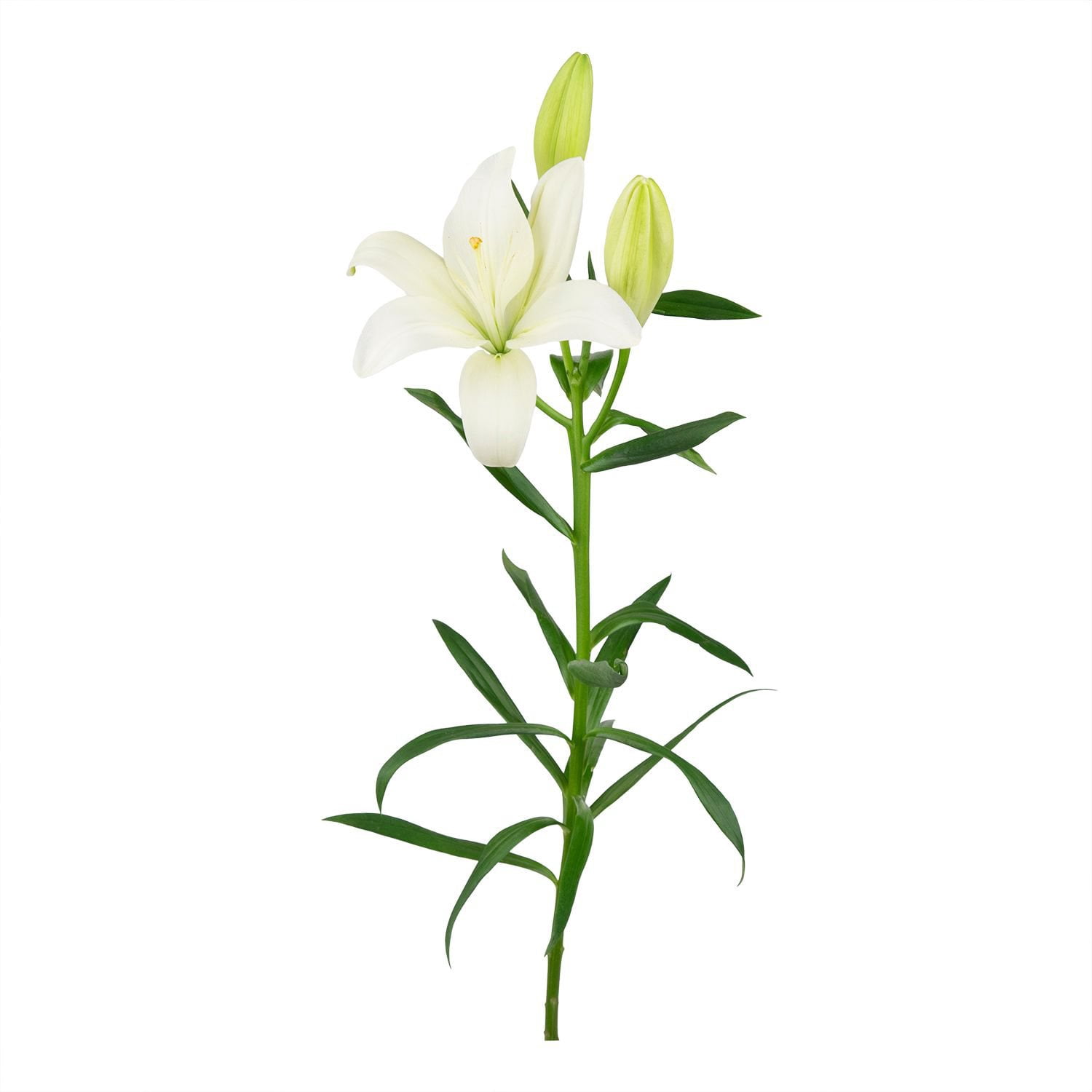 Member's Mark LA Hybrid Lilies, choose color and stem count