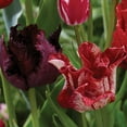 thumbnail image 5 of Member's Mark Tulip Va Va Voom Blend Dormant Bulbs, 28pk, 5 of 9