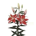 thumbnail image 2 of Member's Mark Oriental Trumpet Lilies, Choose color and stem count, 2 of 2