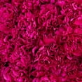 thumbnail image 2 of Member's Mark Carnations, choose color and stem count, 2 of 7
