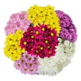 thumbnail image 1 of Member's Mark Pompon Daisies, 90 stems (Choose color), 1 of 4