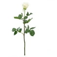 thumbnail image 2 of Member's Mark Ecuadorian Premium Roses, choose color variety and stem count, 2 of 7