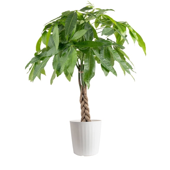 Costa Farms Live 10" Money Tree Braid in Decorative Pot