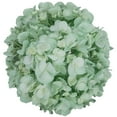 thumbnail image 3 of Member's Mark Color Enhanced Hydrangeas, 20 stems, choose color, 3 of 4