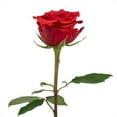 thumbnail image 2 of Member's Mark Ecuadorian Premium Roses, choose color variety and stem count, 2 of 6
