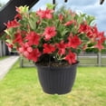 thumbnail image 4 of Costa Farms Live 12" Mandevilla Flowering Hanging Basket, 4 of 8