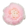 thumbnail image 2 of Ranunculus, 60 stems, choose color, 2 of 5