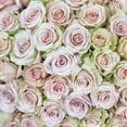 thumbnail image 6 of Member's Mark Ecuadorian Premium Roses, choose color variety and stem count, 6 of 9