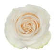 thumbnail image 2 of Member's Mark Ecuadorian Premium Roses, choose color variety and stem count, 2 of 8