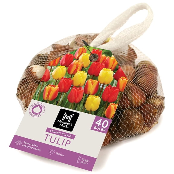 Member's Mark Tulip Spring Blend Dormant Bulbs, 40pk