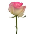 thumbnail image 1 of Member's Mark Illusion Roses, 96 stems, Choose color variety, 1 of 7