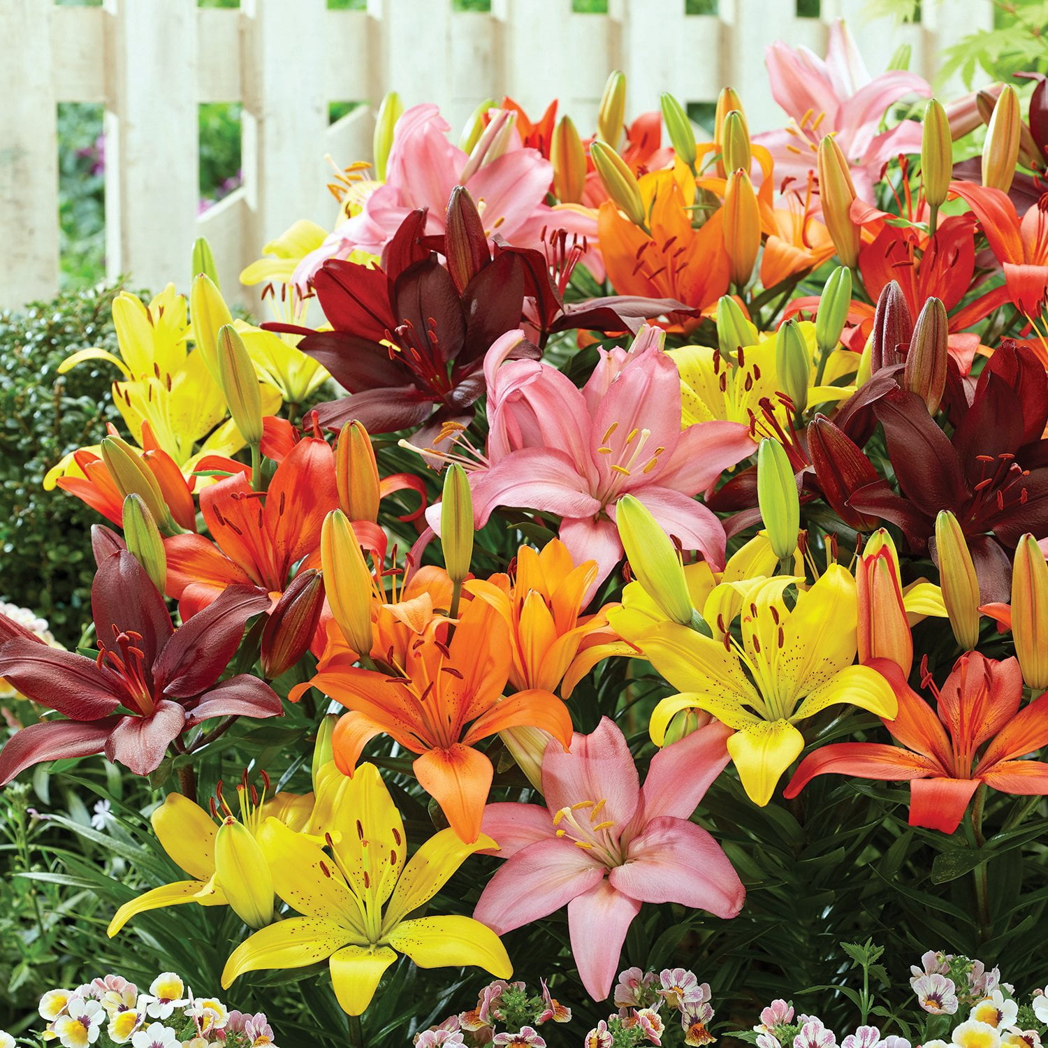 Member's Mark Lily Asiatic Blend Dormant Bulbs, 16pk - Samsclub.com