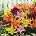 thumbnail image 4 of Member's Mark Lily Asiatic Blend Dormant Bulbs, 16pk, 4 of 9