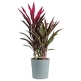 thumbnail image 4 of Costa Farms Live 10" Assorted Tropical Patio Plant, 4 of 9