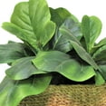 thumbnail image 2 of Faux 20" Fig Plant in Low Round Handwoven Basket, 2 of 4