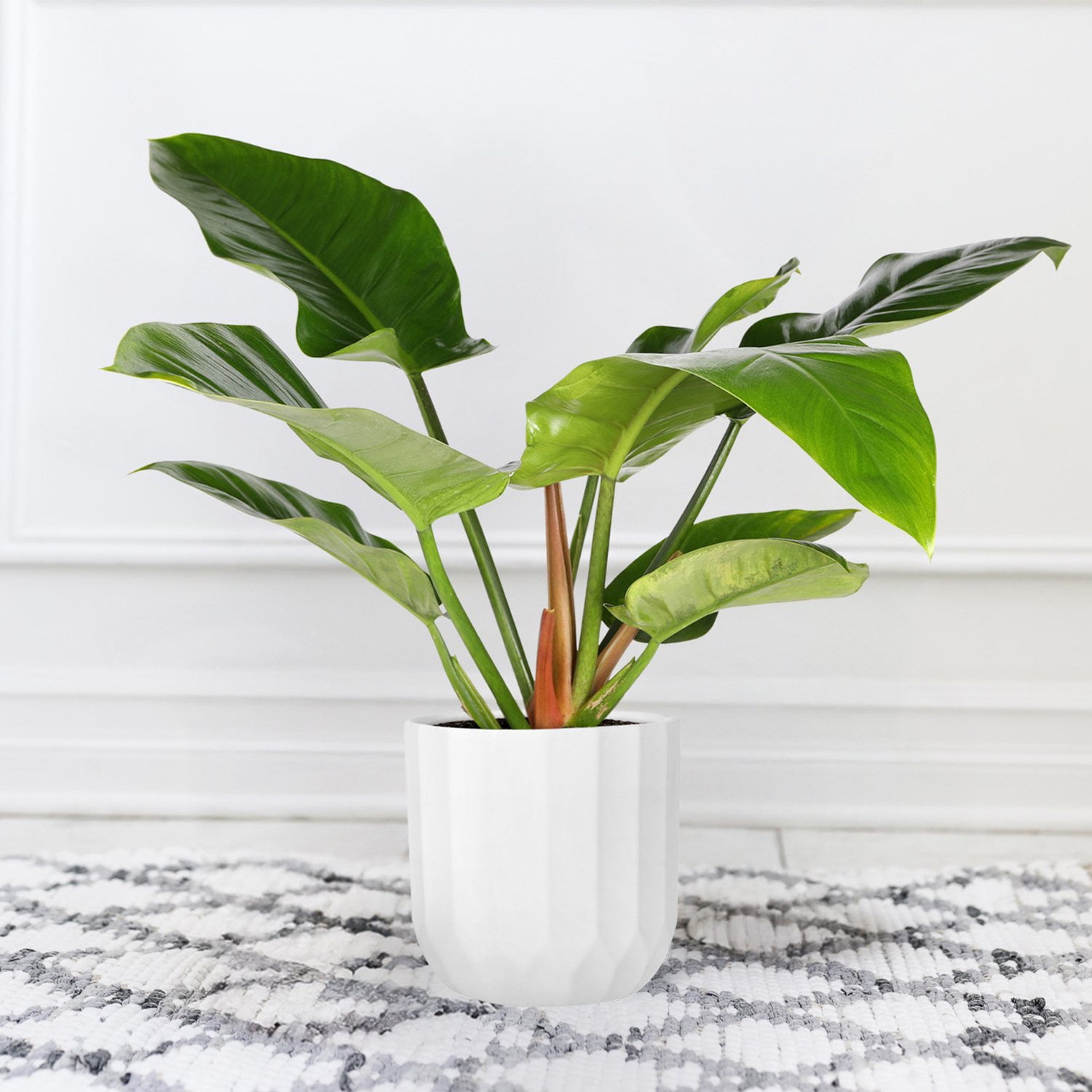 philodendron yellow leaves Philodendron Yellow Flame variegata main image 1