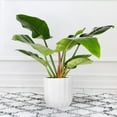 thumbnail image 3 of Live 8" Philodendron Imperial Green in Ceramic Pot, 3 of 4