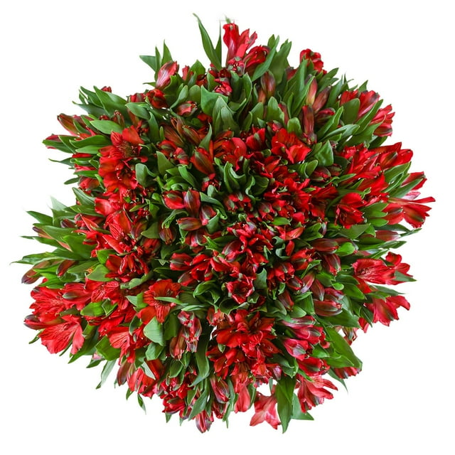 Member's Mark Alstroemeria, Choose color and stem count