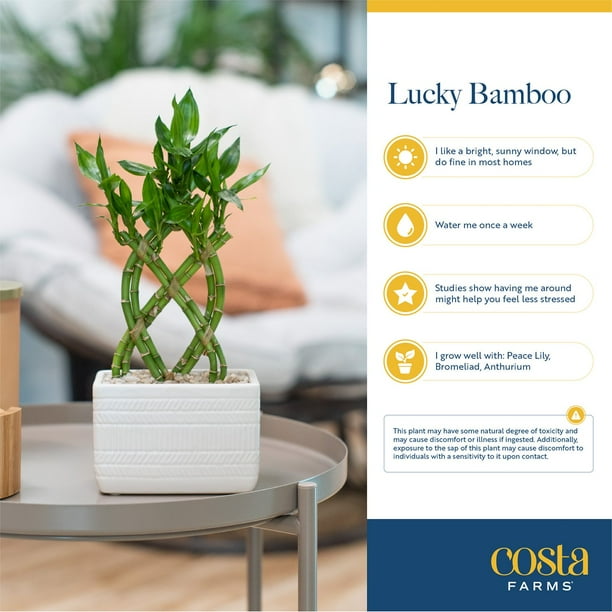 fiddle leaf fig ficus lyrata Fiddle Leaf Fig Tree