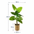 thumbnail image 5 of Artificial 5.5' Broad Leaf Plant in a Neutral Handwoven Handled Basket, 5 of 5