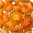 thumbnail image 4 of Ranunculus, 60 stems, choose color, 4 of 5