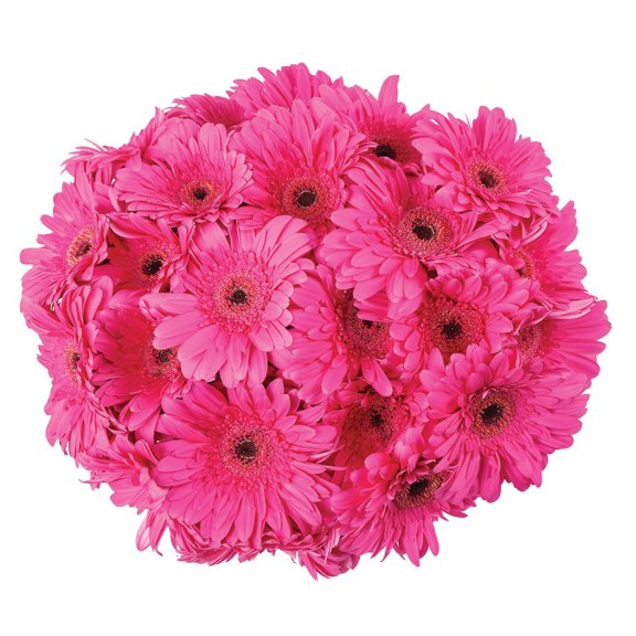 Member's Mark Gerbera Daisies, choose color and stem count