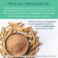 thumbnail image 5 of Youtheory Ashwagandha + GABA Capsules, 150 ct., 5 of 7
