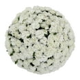thumbnail image 1 of Member's Mark Mini Carnations, Choose color and stem count, 1 of 6