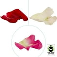 thumbnail image 3 of Member's Mark Fair Trade Roses, 75 stems, Choose color variety, 3 of 5