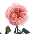 thumbnail image 4 of Member's Mark Garden Roses, 36 stems, Choose color variety, 4 of 7