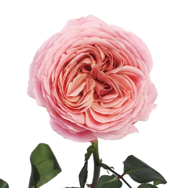 Member's Mark Garden Roses, 36 stems, Choose color variety