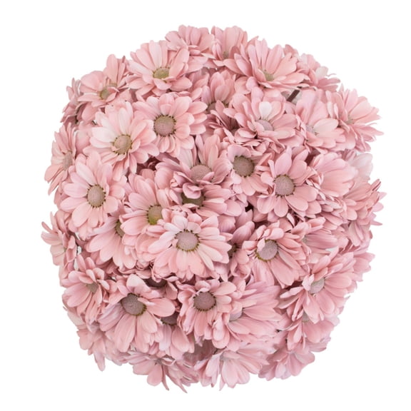 Member's Mark Painted Poms, 60 Stems, choose color