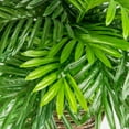 thumbnail image 5 of Faux 30" Phoenix Palm in Handwoven Tripod Stand Basket, 5 of 6
