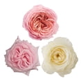 thumbnail image 1 of Member's Mark Garden Roses, 36 stems, Choose color variety, 1 of 7