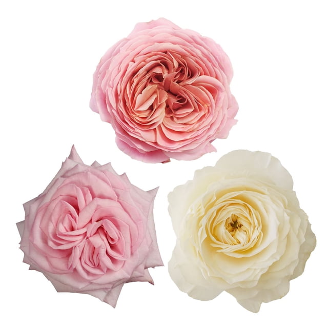 Member's Mark Garden Roses, 36 stems, Choose color variety