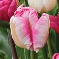 thumbnail image 5 of Member's Mark Tulip Pink Flamenco Blend Dormant Bulbs, 30pk, 5 of 9