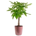 thumbnail image 1 of Costa Farms 10" Pachira Braided Plant in Decorative Pot, 1 of 9