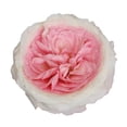 thumbnail image 2 of Member's Mark Garden Roses, 36 stems, Choose color variety, 2 of 6