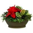 thumbnail image 1 of Live Assorted 12" Poinsettia Centerpiece, 1 of 2