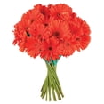 thumbnail image 2 of Member's Mark Gerbera Daisies, choose color and stem count, 2 of 8